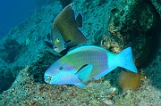 Pomacanthus semicirculatus-Scarus rubroviolaceus Praslin Rocher St Pierre-11m-20190611-Denis-ADER-DSC_9107_tn